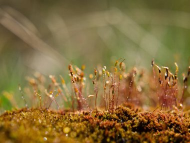 BÜYÜK MOSS - Güneşin ışınlarında bir orman