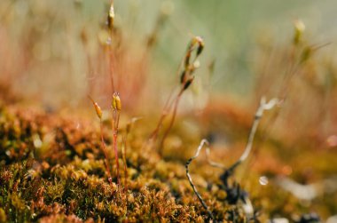 BÜYÜK MOSS - Güneşin ışınlarında bir orman 