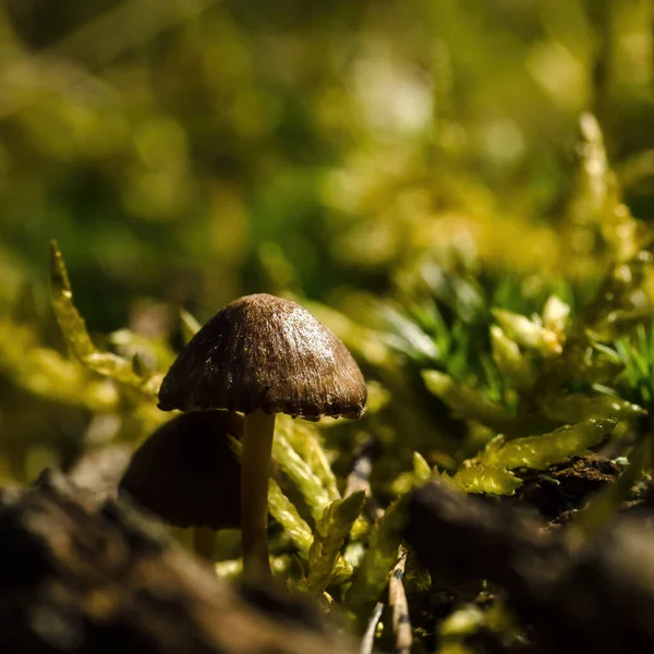 MUSHROOM - Life forms in the forest in spring