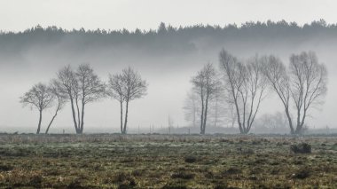 MÜZİK Çayırlarda serin bir bahar sabahı