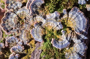 HUBS - Ölü bir ağaç gövdesindeki mantarlar 