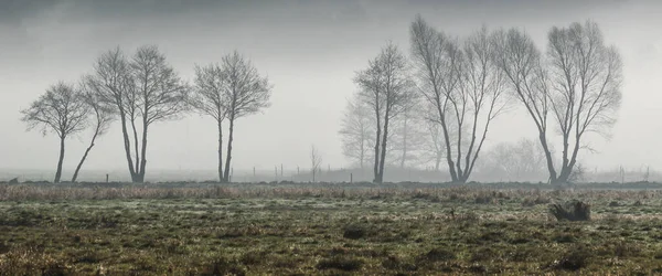 Misty Trees Uma Manhã Fresca Primavera Prado — Fotografia de Stock