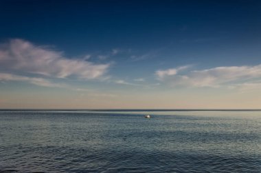 Kuğu - Beyaz kuş denizde yüzüyor 