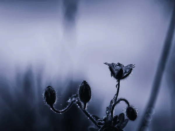 Field Flowers Primavera Colorida Prado — Fotografia de Stock