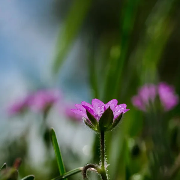 Field Flowers Primavera Colorida Prado — Fotografia de Stock
