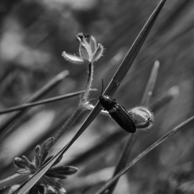Çayırlarda gezinti - Çayırlarda manzara