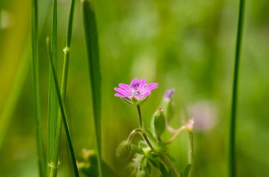 FiELD ÇİÇEKLERİ - Çayırdaki renkli bahar