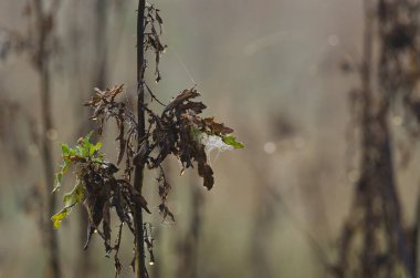 BİR AUTUMN ÇİÇEĞİNDE GÜZEL Güneş ışınlarında kurumuş bir bitkinin üzerindeki çiy damlaları