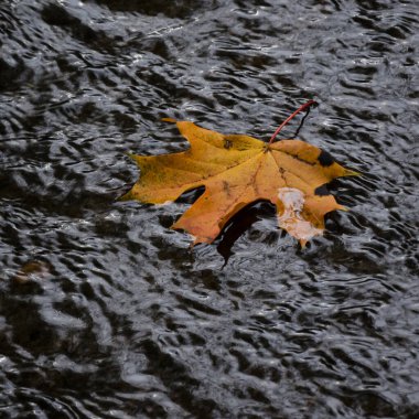 MAPLE LEAF FLOW DOWN THE RIVER -  A colorful and nostalgic autumn landscape
