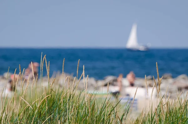 Sea Coast Summer Mořské Řasy Dunách Rekreanty Pláži — Stock fotografie