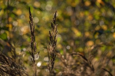 AUTUMN LANDSCAPES - Sabah güneşinin ışınları altında ormandaki çimler