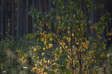AUTUMN LANDSCAPES - Sabah güneşinde sarı huş yaprakları ve arka planda çam ormanı