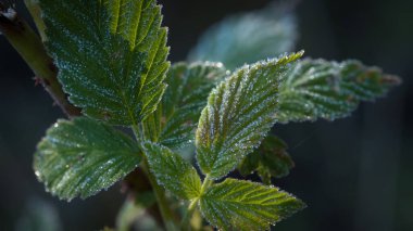 Zemin donmuş - Orman bitkilerinin yapraklarında birikmiş buz