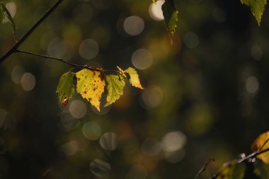AUTUMN LANDSCAPES - Sarı huş yaprakları sabah güneşinde