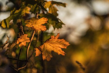 BİR SUNNY AUTUMN sabah- Ağaçta sarı bir akçaağaç yaprağı