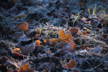 BİR SUNNY AUTUMN sabah- Toprakta don olan bir tarlada sarı bir akçaağaç yaprağı
