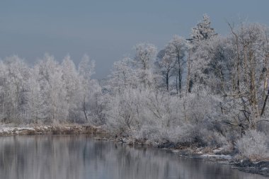 FROSTY Kış- Nehir kıyıları boyunca kar ve ağaçlarda sabah rimesi 
