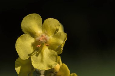 Doğa - Çayırda açan bitkilerin narin çiçekleri