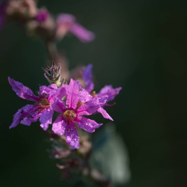 Doğa - Çayırda açan bitkilerin narin çiçekleri