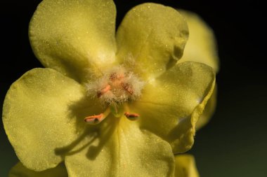 Doğa - Çayırda açan bitkilerin narin çiçekleri