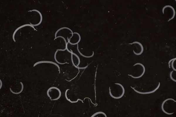 Schistosoma Genere Trematodi Comunemente Noti Come Trematodi Del Sangue Microscopio — Foto Stock
