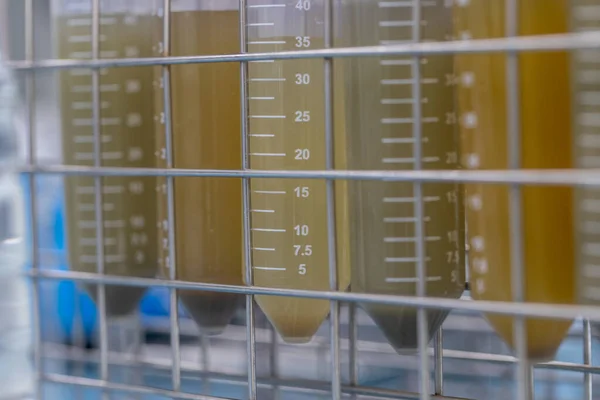 Laboratuvarda dışkıda parazit bulmak.