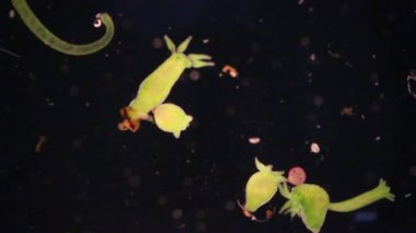 Hydra, Cnidaria cinsi ve Hydrozoa sınıfı eğitim için mikroskop altında bulunan küçük, tatlı su hayvanlarından oluşan bir cinstir..