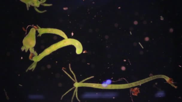 Hydra Rod Malých Sladkovodních Živočichů Fylumu Cnidaria Třídy Hydrozoa Pod — Stock video