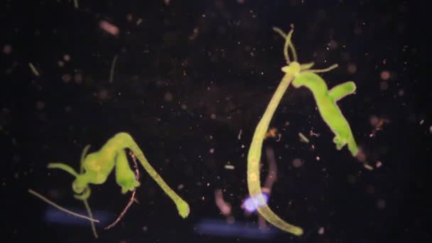 하이드라 Hydra 다리아 Cnidaria 의작고 동물들의 속이며 교육을 현미경 아래의 — 비디오
