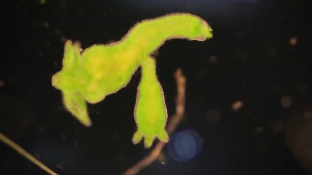 Hydra Genere Piccoli Animali Acqua Dolce Del Phylum Cnidaria Classe — Video Stock