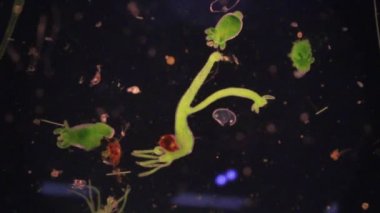 Hydra, Cnidaria cinsi ve Hydrozoa sınıfı eğitim için mikroskop altında bulunan küçük, tatlı su hayvanlarından oluşan bir cinstir..