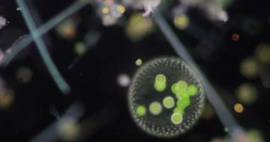 Volvox, sınıf eğitimi için mikroskop altında su damlasında.