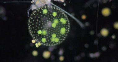 Volvox, sınıf eğitimi için mikroskop altında su damlasında.