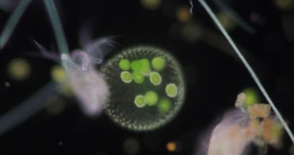 Volvox Goccia Acqua Microscopio Insegnamento Aula — Video Stock