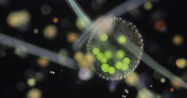 Volvox Dalam Setetes Air Bawah Mikroskop Untuk Pendidikan Kelas — Stok Video