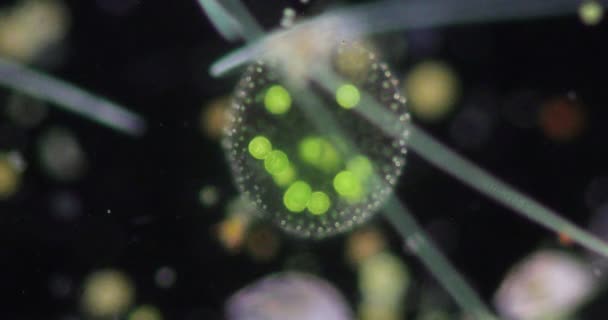 Volvox Goccia Acqua Microscopio Insegnamento Aula — Video Stock