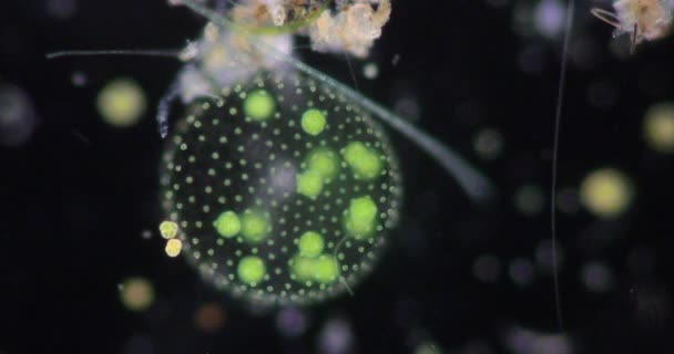 Volvox Goccia Acqua Microscopio Insegnamento Aula — Video Stock