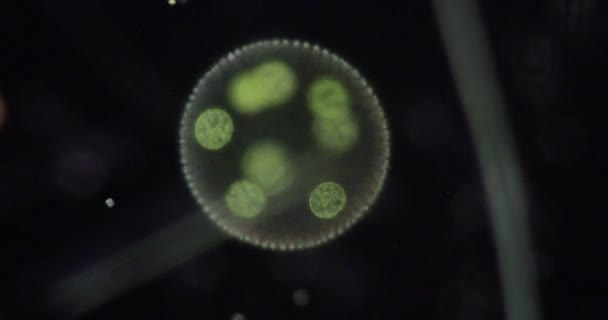 Volvox Goccia Acqua Microscopio Insegnamento Aula — Video Stock