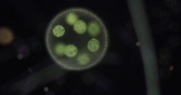 Volvox Droppe Vatten Mikroskop För Klassrumsutbildning — Stockvideo