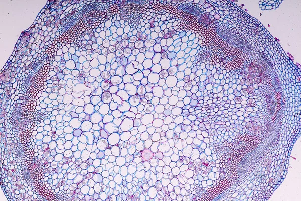 Zygomycota Zigot Mantarı Downy Kerevit Küf Eğitim Için Mikroskop Altında — Stok fotoğraf