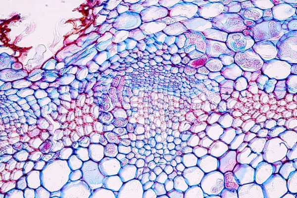 Zygomycota Zygote 곰팡이 갑각류 Downy Mildew 조직을 가지고 교육을 현미경 — 스톡 사진