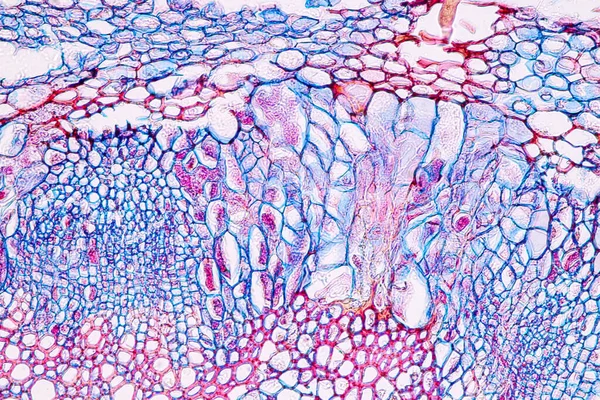 Zygomycota Zigot Mantarı Downy Kerevit Küf Eğitim Için Mikroskop Altında — Stok fotoğraf