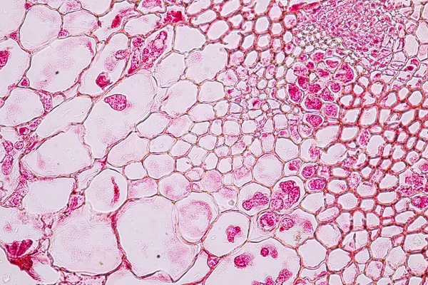 受精用顕微鏡下のスライド上で植物を腐敗させることに生息するコンジアとの組織を宿主とする真菌 ザイゴミコタ — ストック写真