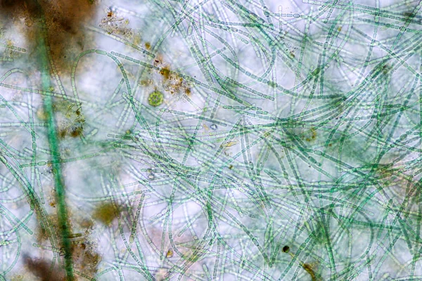 Anabaena Género Botânico Pertencente Família Cyanobacteria — Fotografia de Stock