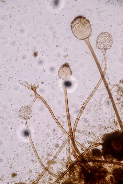 Characteristics Rhizopus Genus Common Saprophytic Fungi Slide Microscope Education — Stock Photo, Image