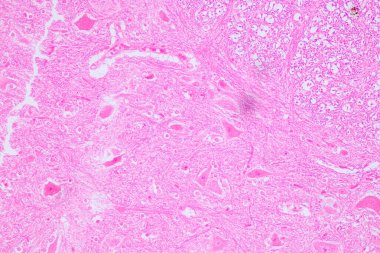 Laboratuvarda mikroskop altında Eğitim Omuriliği ve Motor Nöronu.