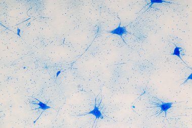 Laboratuvarda mikroskop altında Eğitim Omuriliği ve Motor Nöronu.