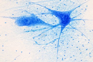 Laboratuvarda mikroskop altında Eğitim Omuriliği ve Motor Nöronu.