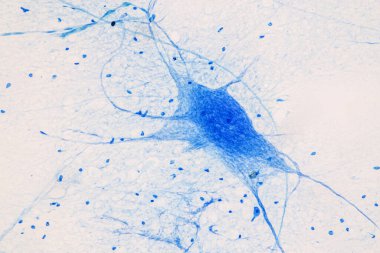 Laboratuvarda mikroskop altında Eğitim Omuriliği ve Motor Nöronu.