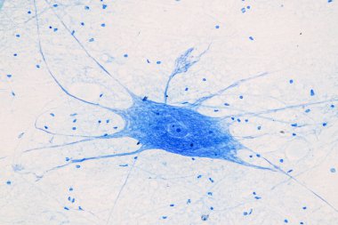 Education Spinal cord  and Motor Neuron under the microscope in Lab. clipart